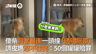 傻柴興奮暴衝一頭撞「透明膠帶」　調皮媽忍不住笑：50個罐罐賠罪