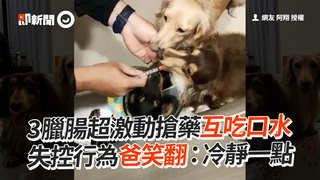 3臘腸超激動搶藥互吃口水　失控行為爸笑翻：冷靜一點