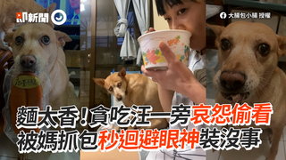 麵太香！貪吃汪一旁哀怨偷看　 被媽抓包秒迴避眼神裝沒事