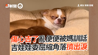 傷心吉了亂便便被媽訓話　吉娃娃委屈縮角落擠出淚