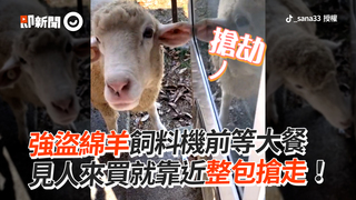 強盜綿羊飼料機前等大餐　見人來買就靠近整包搶走！