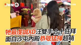 牠最虔誠XD汪雙手合十狂拜　面白沙屯內殿恭敬猛揮超萌