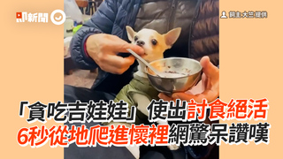 貪吃吉娃娃使出討食新技能　6秒爬進爸懷裡姐：哪學的？