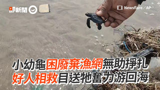 小幼龜困廢棄漁網無助掙扎　好人相救目送牠奮力游回海