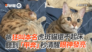 爸狂叫本名虎斑貓還不起床　聽到「甲奔」秒清醒眼神發亮