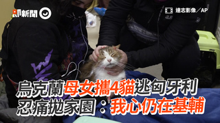 烏克蘭母女攜4貓逃匈牙利　忍痛拋家園：我心仍在基輔