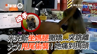 米克斯坐媽腿撒嬌...突跳離　大力甩尾偷襲！她痛到摀頭
