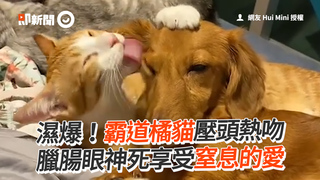 濕爆！霸道橘貓壓頭熱吻 臘腸眼神死享受窒息的愛