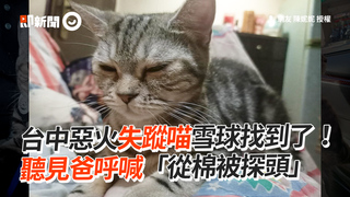 台中惡火失蹤喵雪球找到了！　聽見爸呼喊「從棉被探頭」