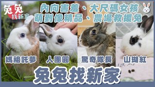 侑敏頻道-兔兔找新家來到第五集了！今天的主角：內向害羞、大尺碼女孩、萌到像精品、農場救援兔｜兩隻胖兔兔