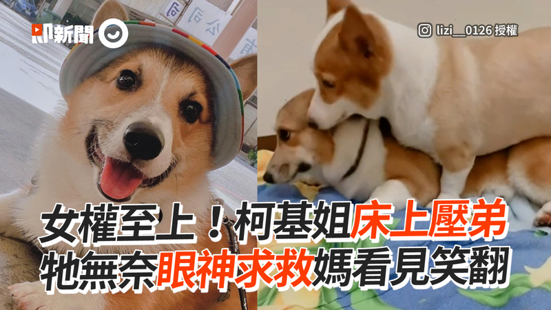 頭髮被阿母失手剪壞 變羊駝後腦杓 可憐臘腸長太怪慘遭貓咪揍 Ettoday寵物雲 Ettoday新聞雲