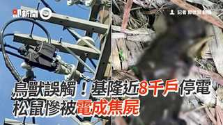 鳥獸誤觸！基隆近8千戶停電　松鼠慘被電成焦屍
