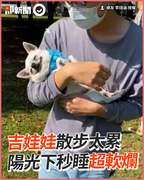 吉娃娃散步太累　陽光下秒睡超軟爛