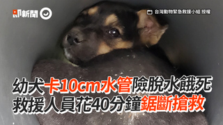 幼犬卡10cm水管險脫水餓死　救援人員花40分鐘鋸斷搶救