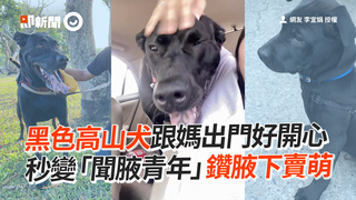黑色高山犬跟媽出門好開心　秒變「聞腋青年」鑽腋下賣萌