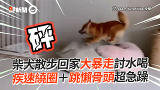 柴犬散步回家大暴走討水喝　疾速繞圈＋跳懶骨頭超急躁