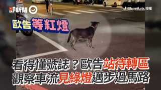看得懂號誌？歐告站待轉區　觀察車流見綠燈邁步過馬路