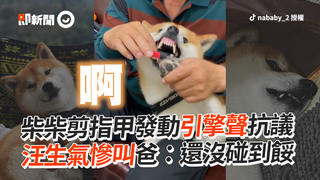 柴柴剪指甲發動引擎聲抗議　汪生氣慘叫爸：還沒碰到餒