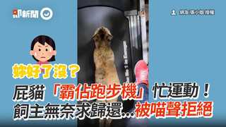 屁貓「霸佔跑步機」忙運動　飼主無奈求歸還...被喵聲拒絕