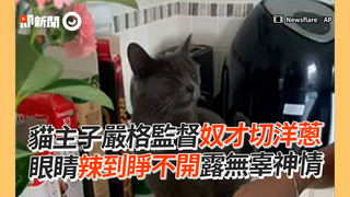 貓主子嚴格監督奴才切洋蔥 眼睛辣到睜不開露無辜神情
