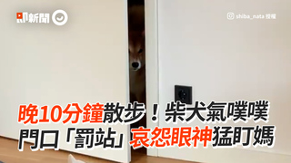 晚10分鐘散步！柴犬氣噗噗　門口「罰站」哀怨眼神猛盯媽