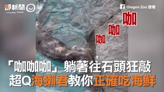 「咖咖咖」躺著往石頭狂敲 　超Q海獺君教你正確吃海鮮