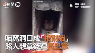 喵窩洞口成「招財貓」　路人想拿錢遭賞巴掌