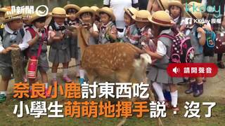 奈良小鹿討東西吃　小學生萌萌地揮手說：沒了