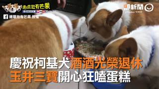 慶祝柯基犬酒酒光榮退休　玉井三寶開心狂嗑蛋糕