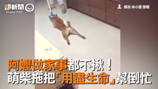  阿嬤做家事都不揪　萌柴拖把「用盡生命」幫倒忙　