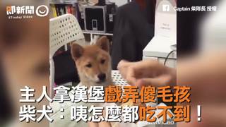 主人拿漢堡戲弄傻毛孩　柴犬：咦怎麼都吃不到！