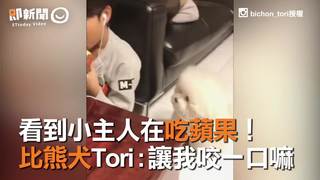 看到小主人在吃蘋果！　比熊犬Tori讓我咬一口嘛