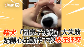 柴犬「圈鼻子挑戰」大失敗　她開心比動作下秒被汪狂咬