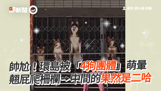 帥尬！環島被「4狗團體」萌暈　 翹屁爬柵欄➙中間的果然是二哈