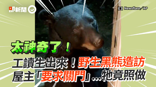 工讀生出來！野生黑熊造訪　屋主「要求關門」...牠竟照做