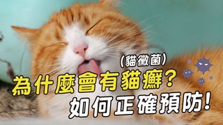 愛寶寵新知-為什麼貓咪會感染貓癬?