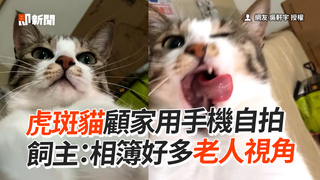 虎斑貓顧家用手機自拍　飼主：相簿好多老人視角