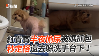 紅貴賓半夜偷尿被媽抓包　秒定格還去躲洗手台下！