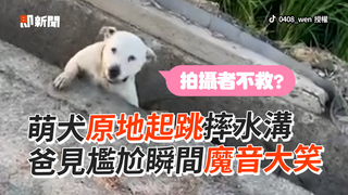 萌犬原地起跳摔水溝　爸見尷尬瞬間魔音大笑
