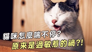 愛寶寵新知-貓咪為什麼會氣喘?