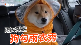 雨天的狗勾們與牠們的雨衣