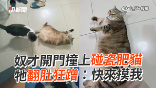 奴才開門撞上碰瓷肥貓　牠翻肚狂蹭：快來摸我