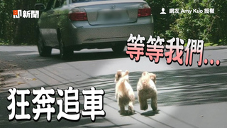 車「山路丟狗」毛孩狂追　驚險閃車...開門再丟1隻