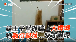 請主子幫抓房間大蟑螂　牠敷衍擊落...奴才嚇爛