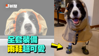 幫愛犬買全套雨天裝備　雨衣雨鞋超潮萌翻網❤