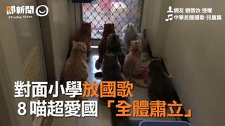 對面小學放國歌　8喵超愛國「全體肅立」