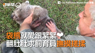 袋熊就愛跟緊緊❤　翻肚肚求飼育員撫摸搓揉