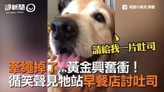 牽繩掉了...黃金興奮衝！　循笑聲見牠站早餐店討吐司　