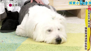 解婕翎X愛犬Lucky毛孩不開心為哪樁？寵物溝通師告訴你