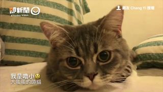 我看我拍　攻擊鏡頭的萌喵